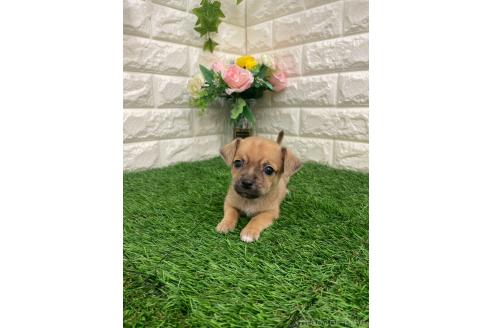 商談中の岡山県のミックス犬-387718の5枚目