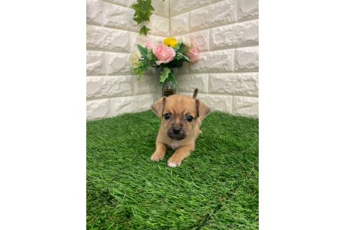 商談中の岡山県のミックス犬-387718の4枚目