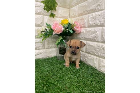 商談中の岡山県のミックス犬-387718の2枚目