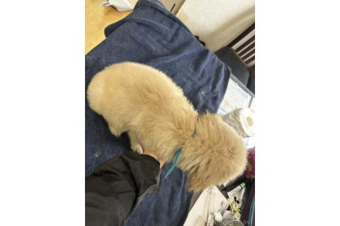 販売中の千葉県のゴールデンレトリーバー-385182の2枚目