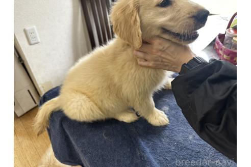 成約済の千葉県のゴールデンレトリーバー-384695の2枚目