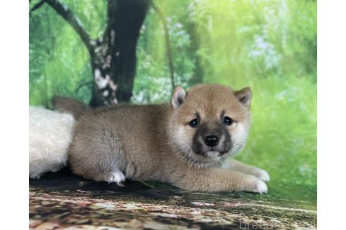 成約済の福岡県の豆柴-385561の9枚目