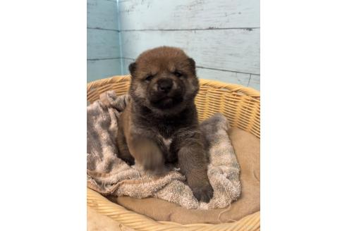 販売中の静岡県の柴犬-388307の8枚目