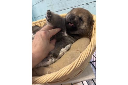 販売中の静岡県の柴犬-388307の7枚目