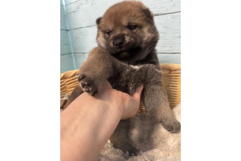 販売中の静岡県の柴犬-388307の6枚目