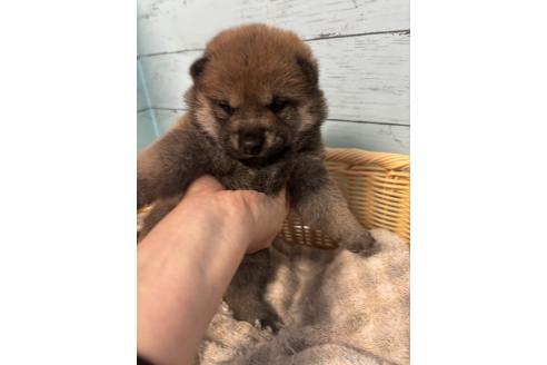 販売中の静岡県の柴犬-388307の5枚目