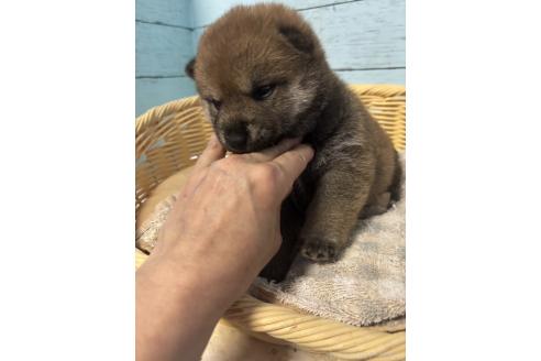 販売中の静岡県の柴犬-388307の4枚目