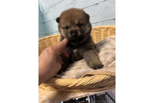 販売中の静岡県の柴犬-388307の1枚目
