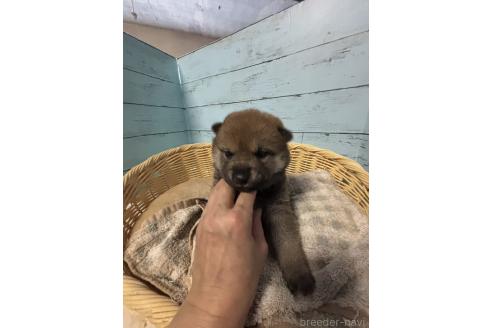 販売中の静岡県の柴犬-388307の3枚目