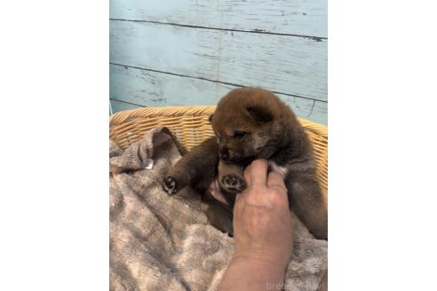 販売中の静岡県の柴犬-388307の2枚目