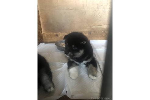 成約済の三重県の柴犬-388247の2枚目