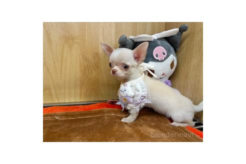 販売中の愛知県のチワワ(スムースコート)-388313の1枚目