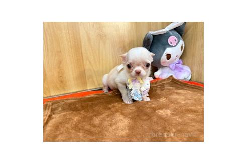 販売中の愛知県のチワワ(スムースコート)-388313の4枚目