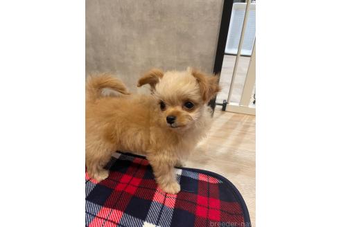販売中の宮城県のチワプー:チワワ×トイプードル-388314の4枚目