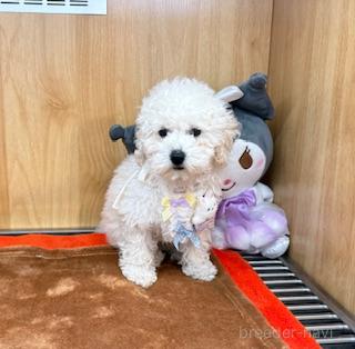 販売中の愛知県のタイニープードル-388316の8枚目