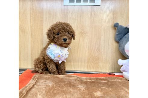 販売中の愛知県のタイニープードル-388319の4枚目