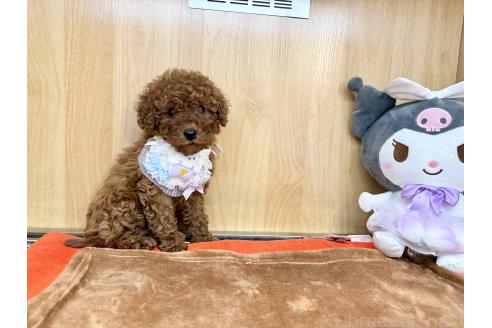 販売中の愛知県のタイニープードル-388319の3枚目