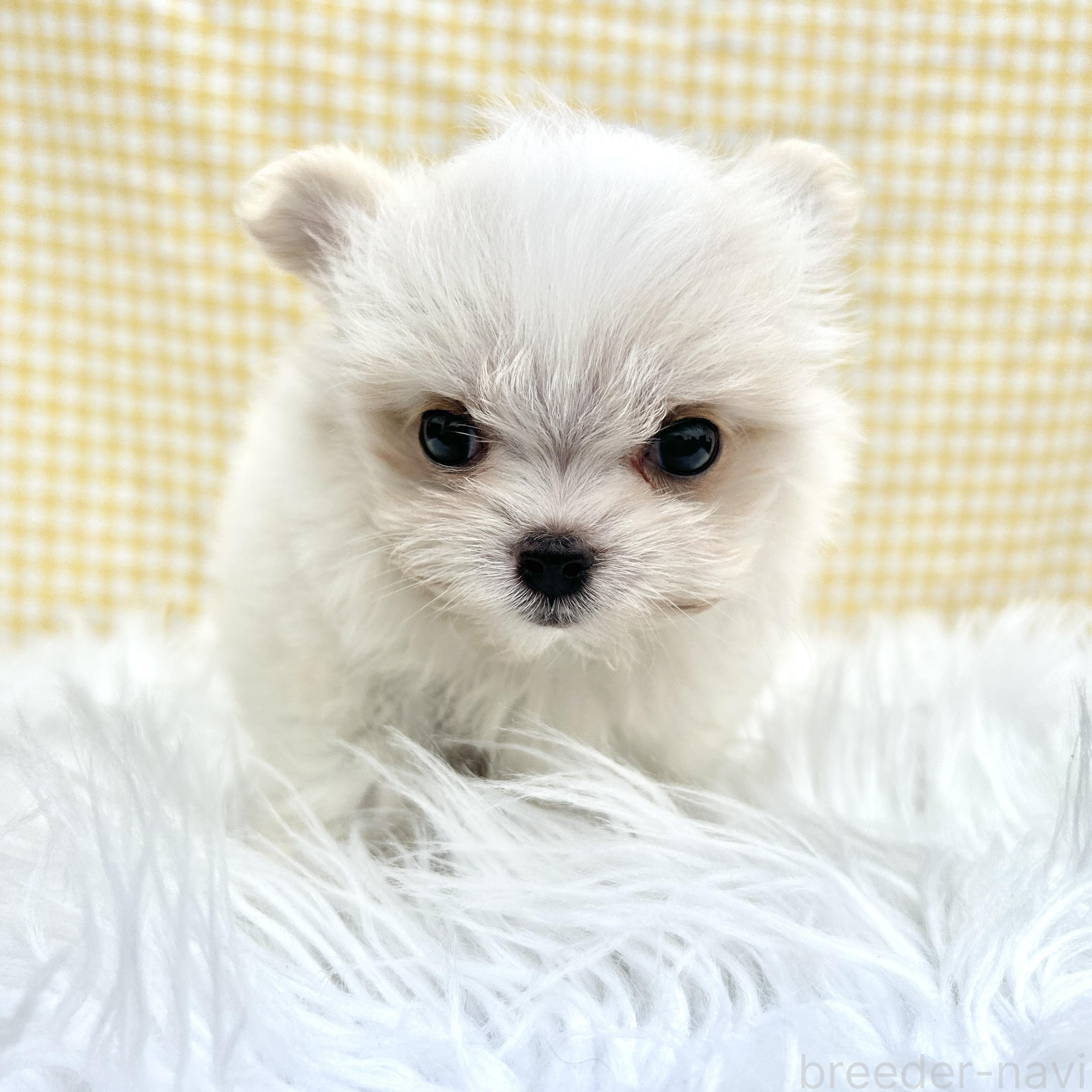 販売中の栃木県のミックス犬-385078の11枚目