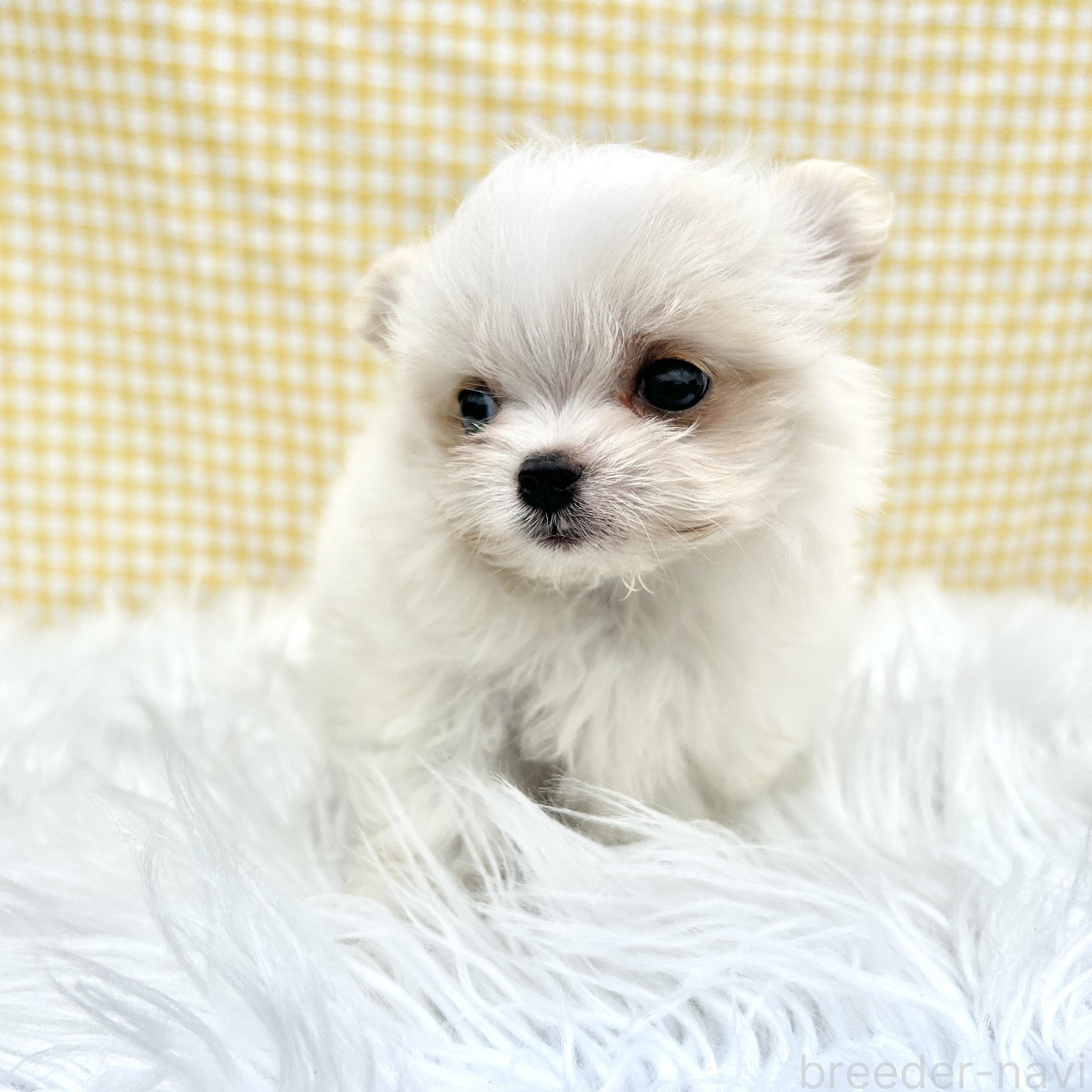販売中の栃木県のミックス犬-385078の10枚目