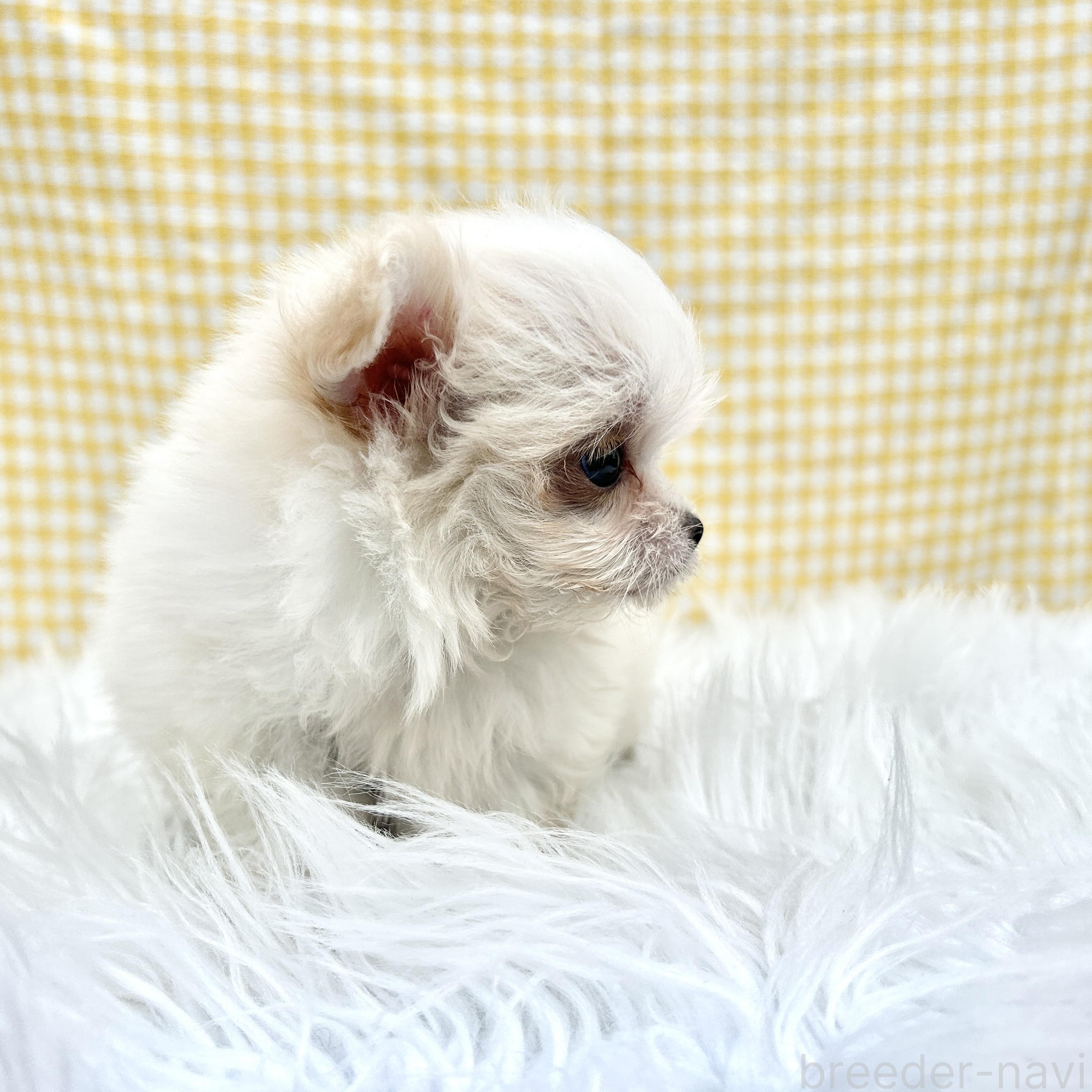 販売中の栃木県のミックス犬-385078の9枚目