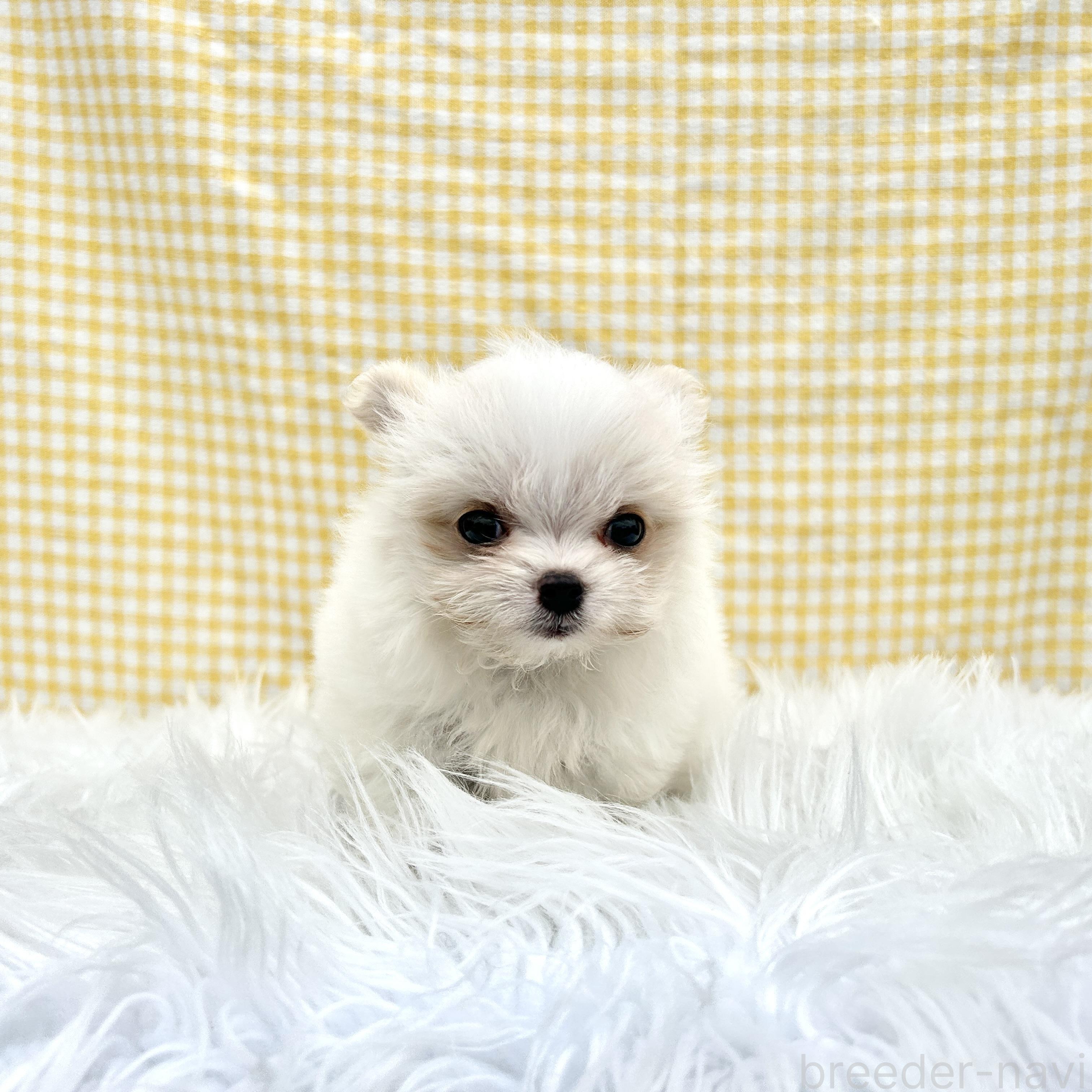 販売中の栃木県のミックス犬-385078の8枚目