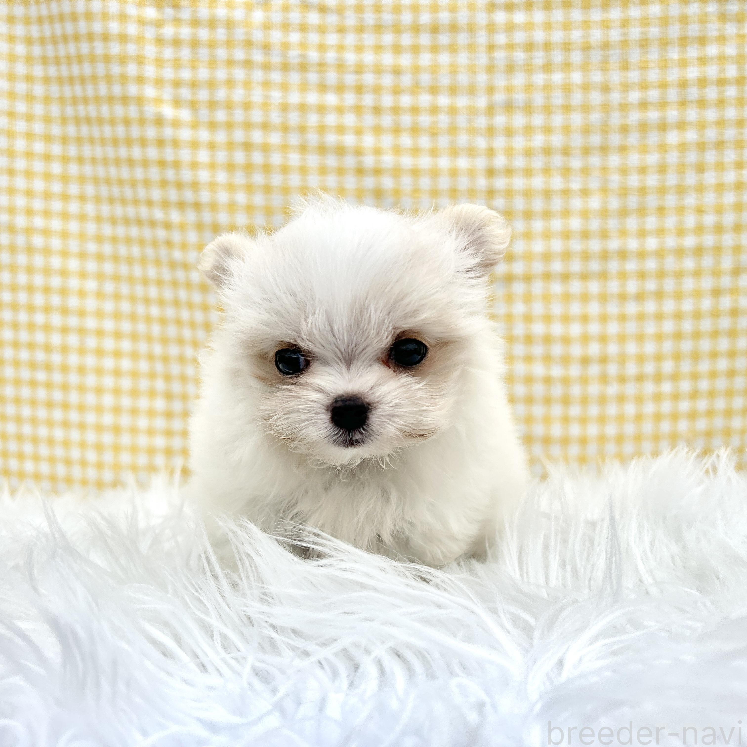 販売中の栃木県のミックス犬-385078の7枚目