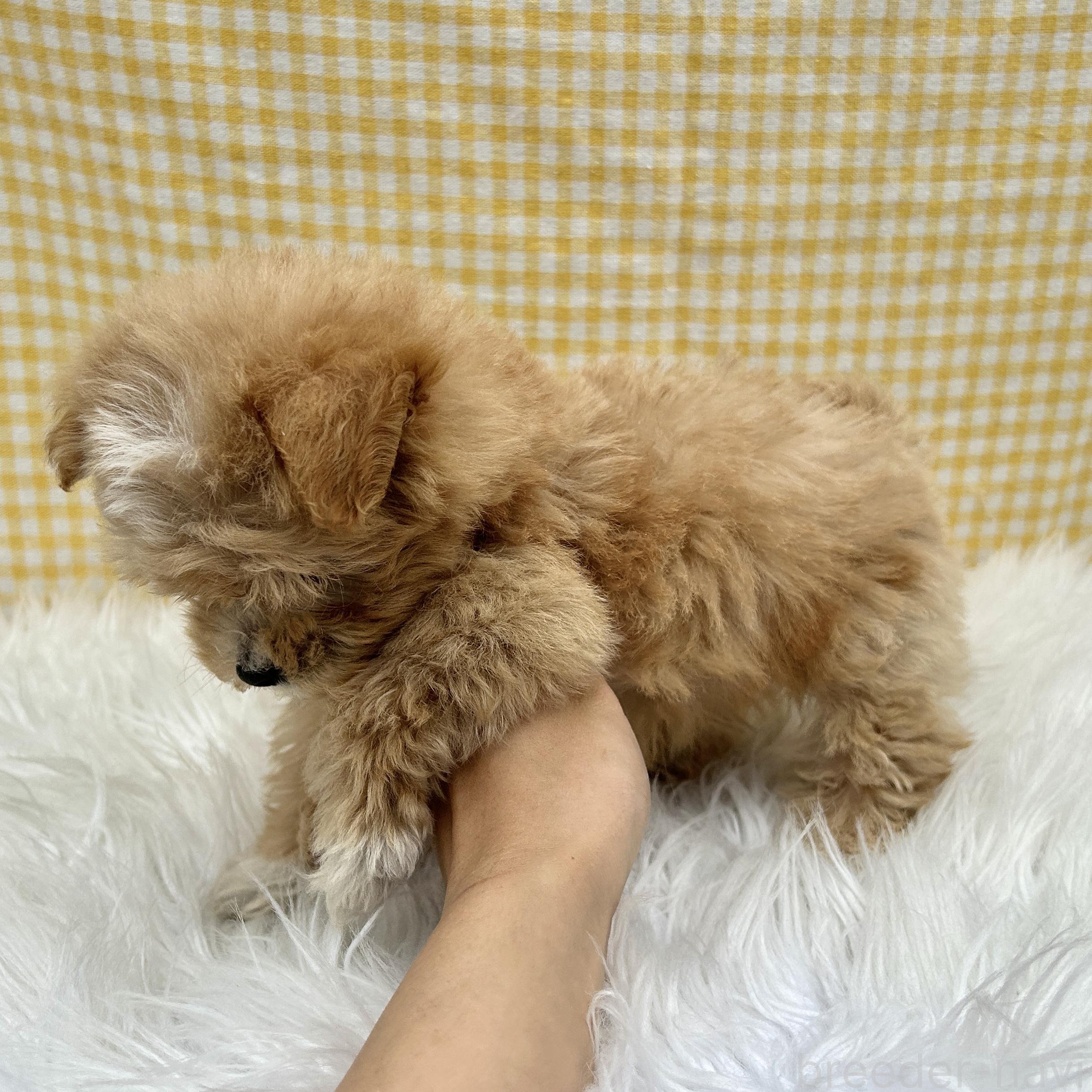 成約済の栃木県のマルプー:マルチーズ×トイプードル-382803の9枚目