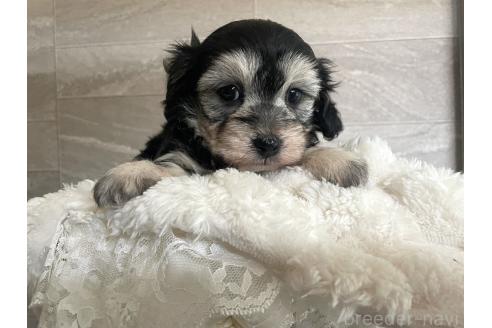 成約済の山口県のマルックス:マルチーズ×ミニチュアダックスフンド-381598の4枚目