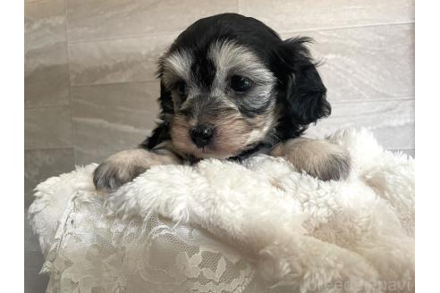成約済の山口県のマルックス:マルチーズ×ミニチュアダックスフンド-381598の3枚目
