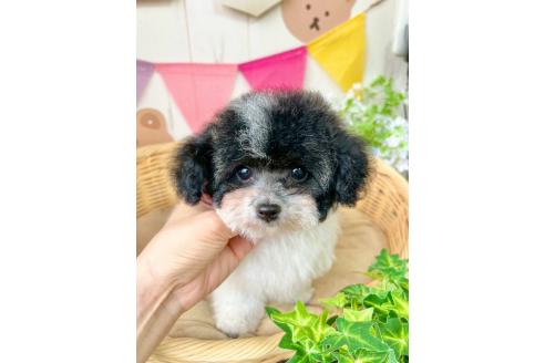 販売中の埼玉県のティーカッププードル-388327の2枚目