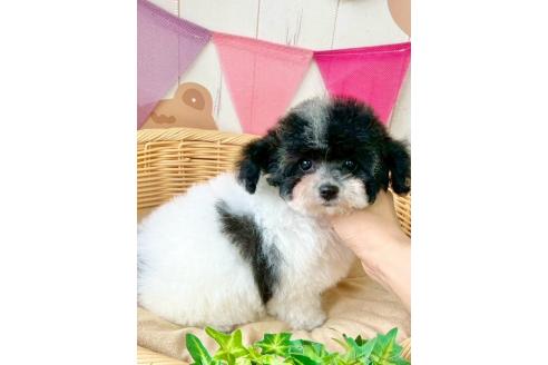 販売中の埼玉県のティーカッププードル-388327の3枚目
