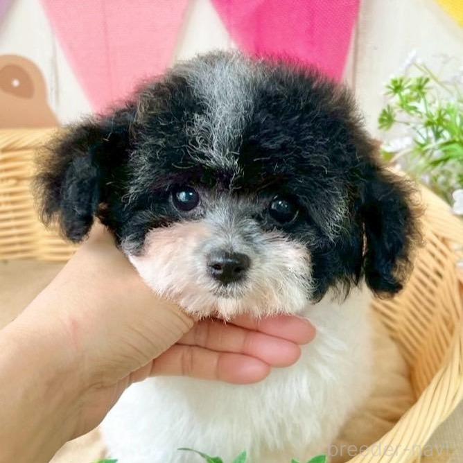 販売中の埼玉県のティーカッププードル-388327