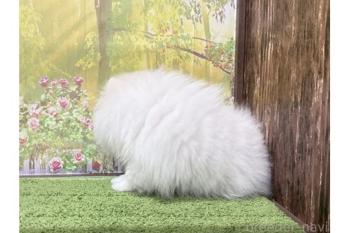 販売中の埼玉県のポメラニアン-377035の2枚目