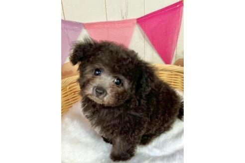 販売中の埼玉県のティーカッププードル-388329の2枚目