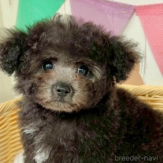 販売中の埼玉県のティーカッププードル-388329の1枚目