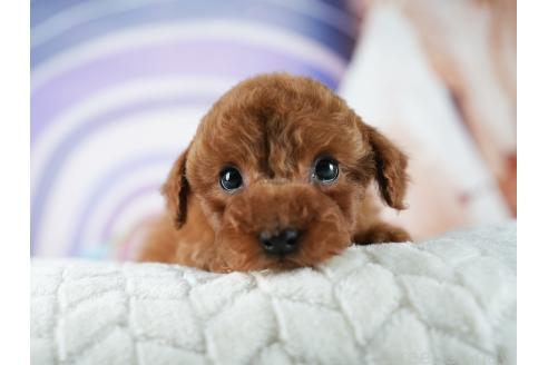販売中の茨城県のトイプードル-388343の6枚目
