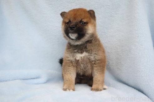 成約済の東京都の柴犬-388348の4枚目