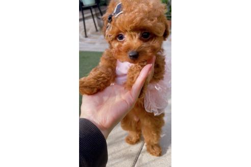販売中の千葉県のティーカッププードル-388351の5枚目