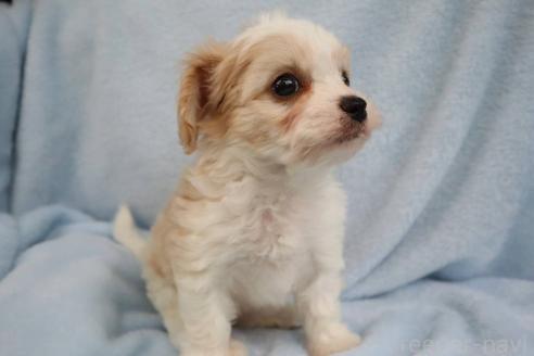 販売中の東京都のミックス犬-388356の5枚目