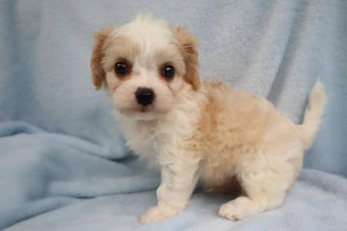 販売中の東京都のミックス犬-388356の3枚目
