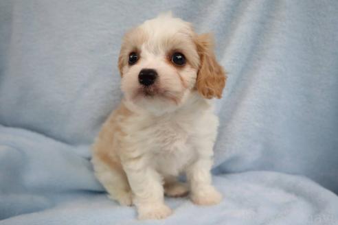 販売中の東京都のミックス犬-388356の2枚目