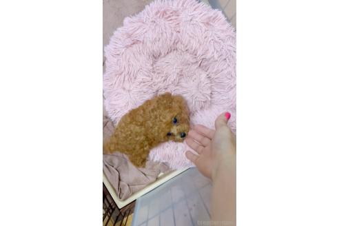 販売中の千葉県のティーカッププードル-388357の9枚目