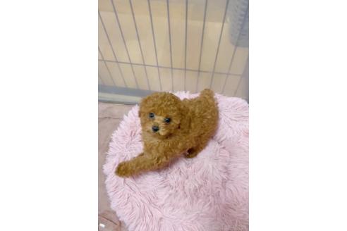 販売中の千葉県のティーカッププードル-388357の8枚目