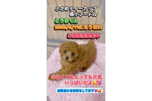 販売中の千葉県のティーカッププードル-388357の2枚目