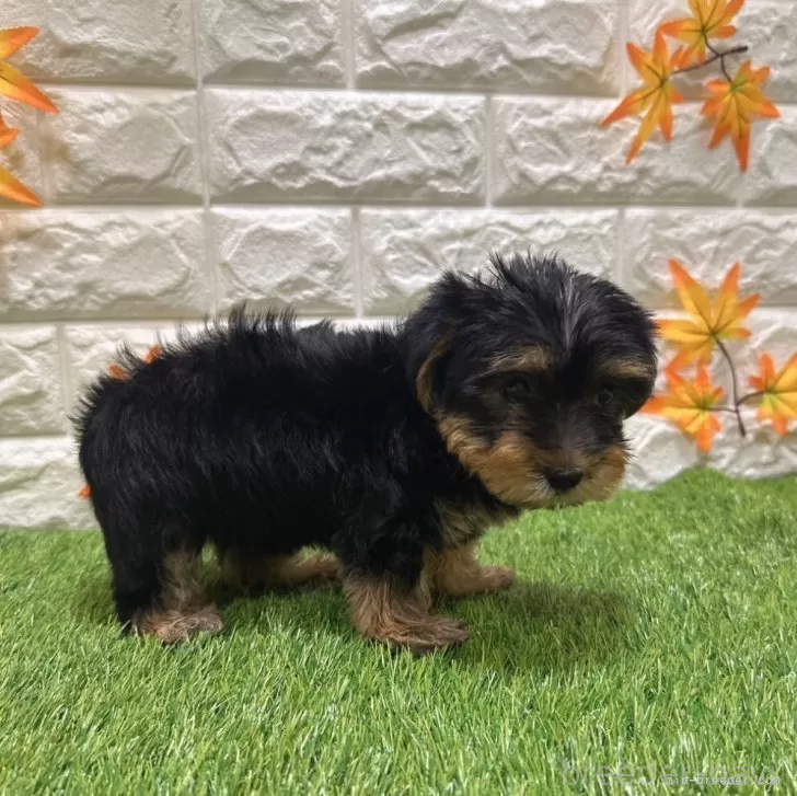 成約済の愛知県のヨークシャーテリア-387506の5枚目