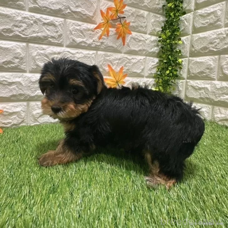 成約済の愛知県のヨークシャーテリア-387506の4枚目