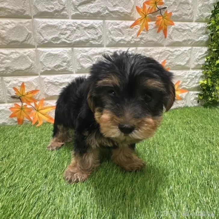 成約済の愛知県のヨークシャーテリア-387506の3枚目