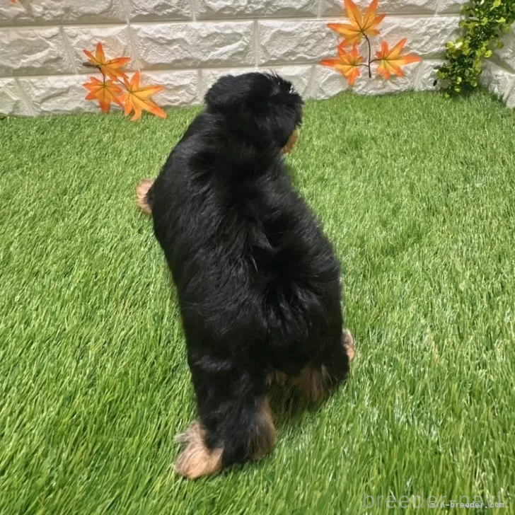 成約済の愛知県のヨークシャーテリア-387506の2枚目