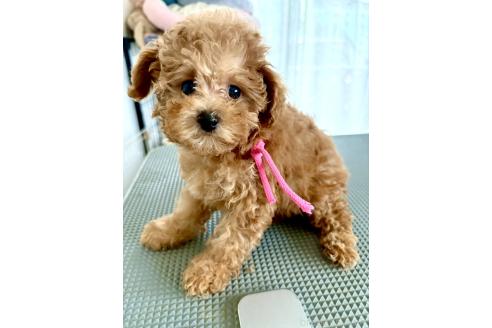 成約済の静岡県のミックス犬-380420の12枚目