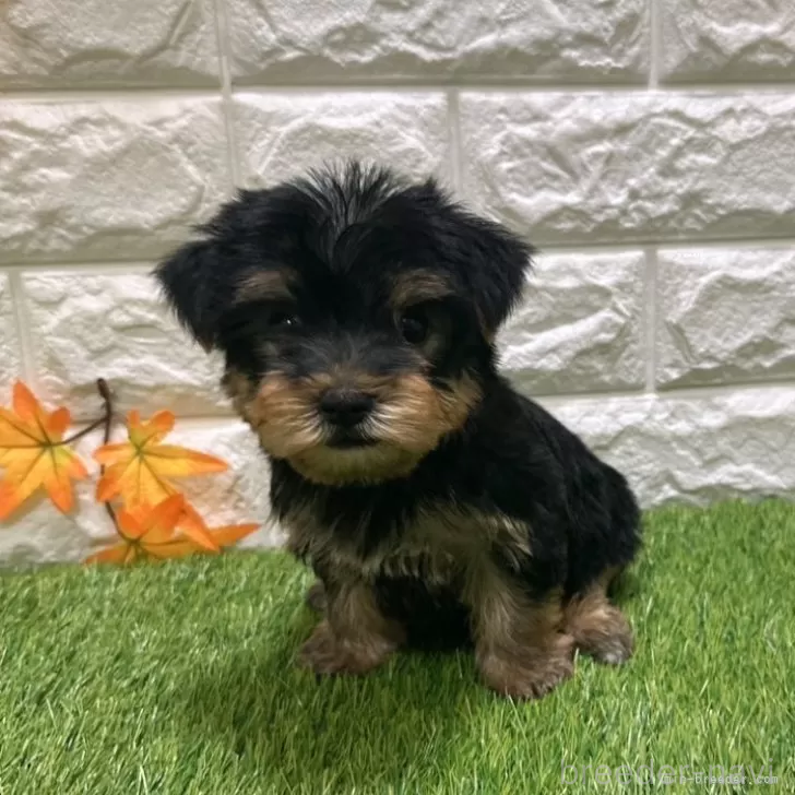 成約済の愛知県のヨークシャーテリア-387516の1枚目